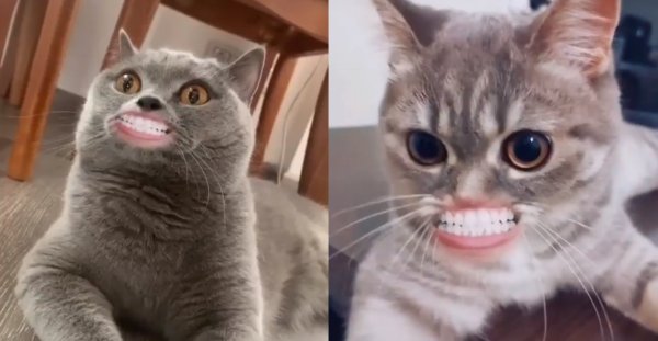 Кот с человеческим ртом