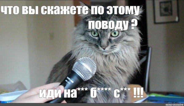 Кот интервью