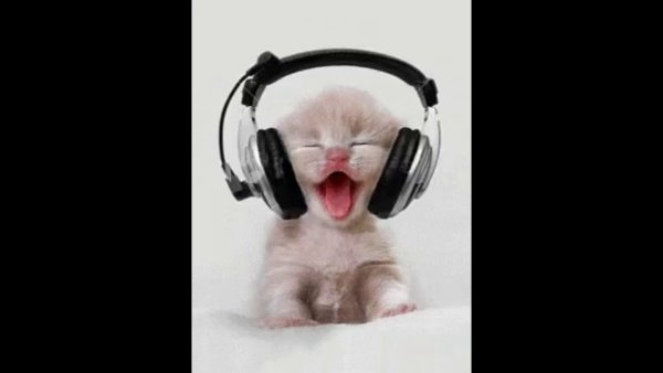 Собака в наушниках