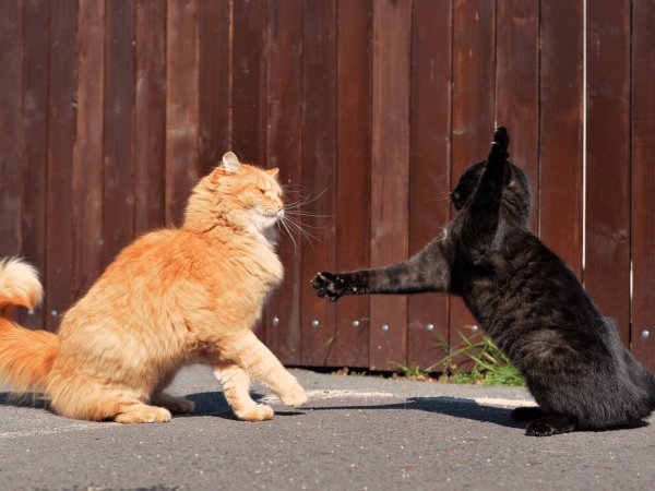 Коты дерутся