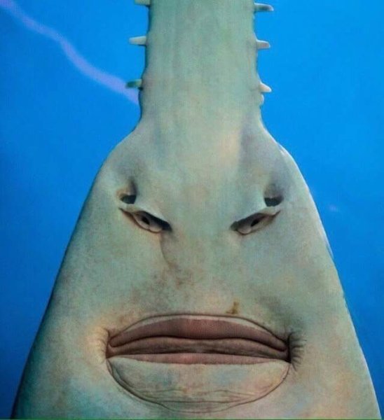 Упоротые рыбы