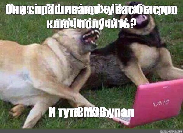 Две собаки ржут