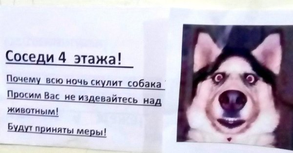 Собака скулит