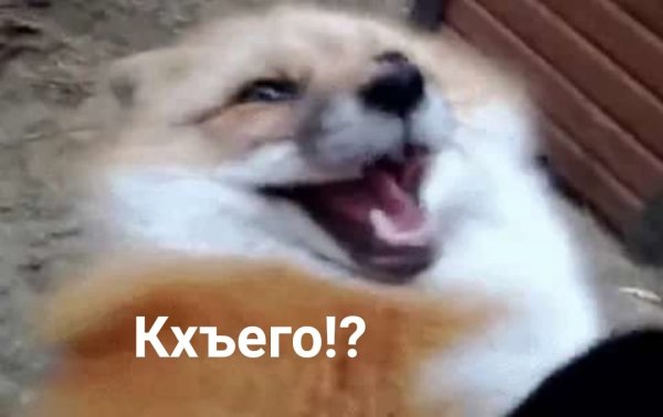 Лиса смеется