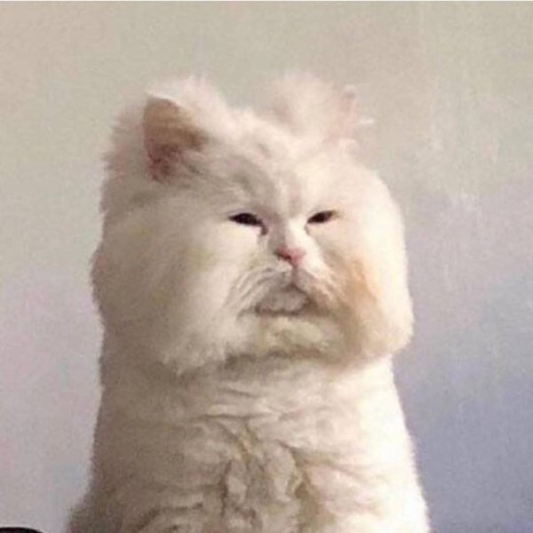 Белый невыспавшийся кот