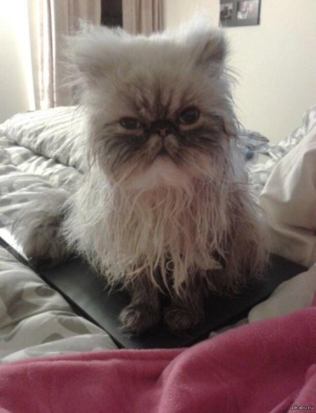 Невыспавшийся кот