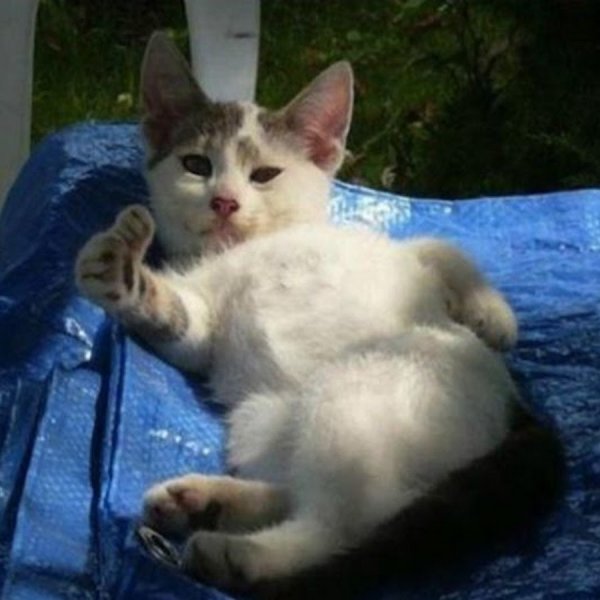 Классно кот