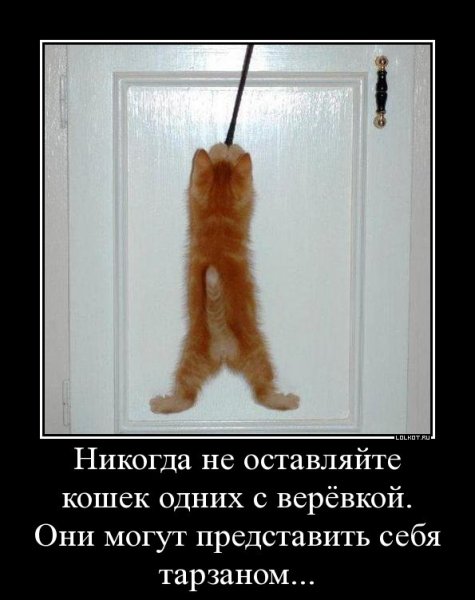 Кот повесился