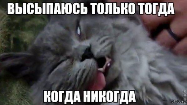 Котик выспался
