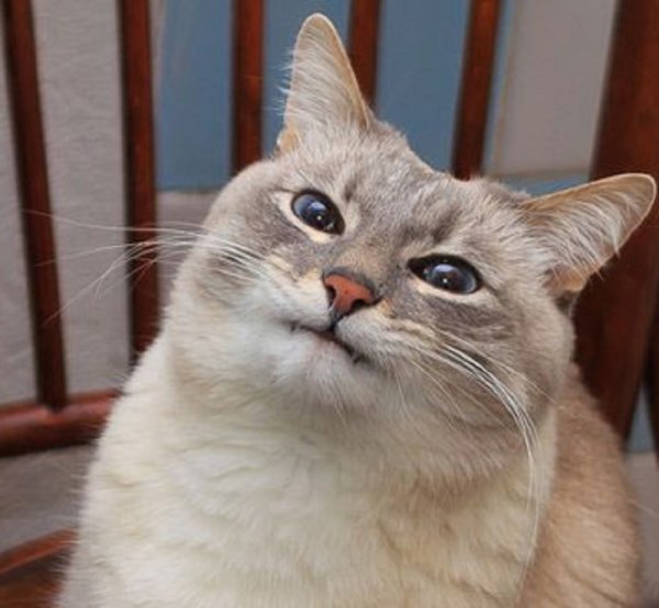 Кот улыбается Мем