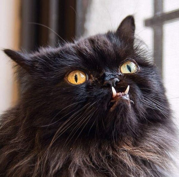 Черный пушистый злой кот