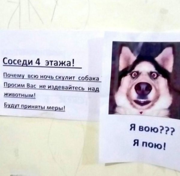 Собака соседа