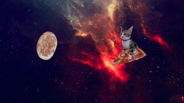 Кот на фоне космоса