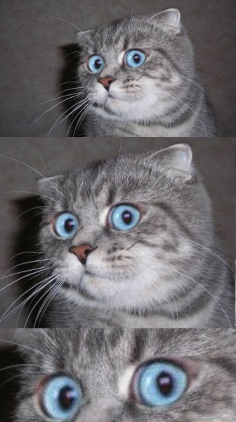 Нормальный кот