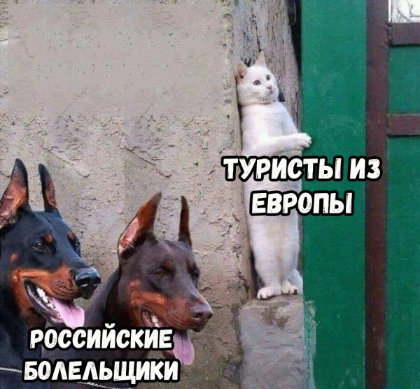 Мемы про котов и собак