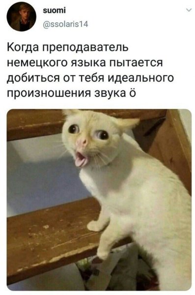 Кот кашляет Мем