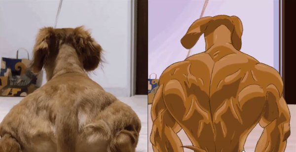 Накаченная спина собака