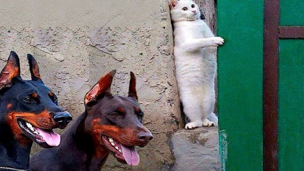 Кот прячется за стеной от собак