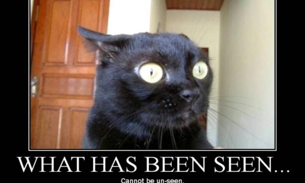 Кот с вытаращенными глазами