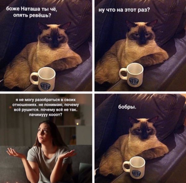 Наташа и котики мемы