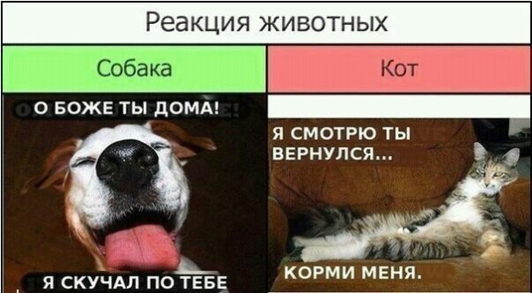 Мемы коты и собаки