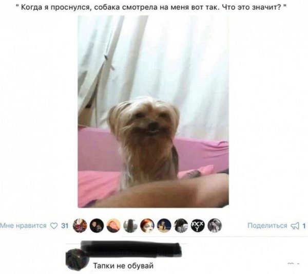 Собака не проснулась