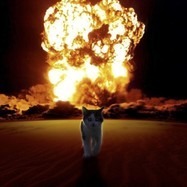 Котик на фоне взрыва