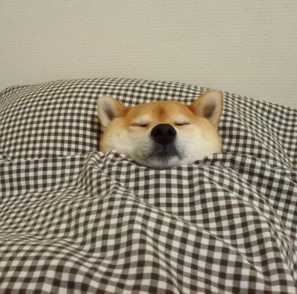 Сонная сиба ину