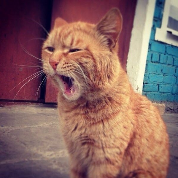 Доброе утро невыспадся