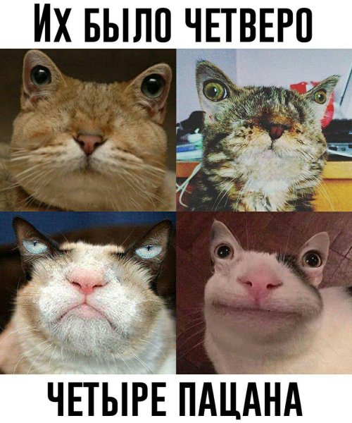 Коты мемы