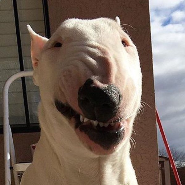 Бойцовский бультерьер