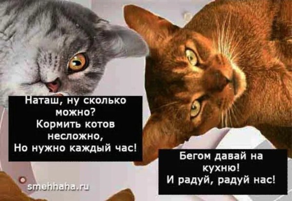Наташа и коты приколы