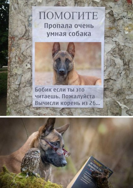 Мем пропала умная собака
