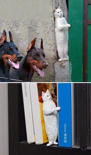 Кот прячется от собак