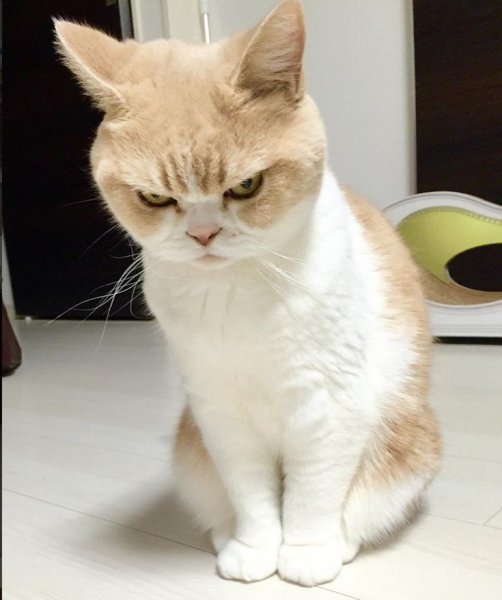Кот возмущен