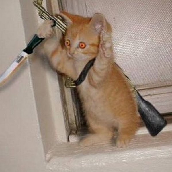 Коты с ножами