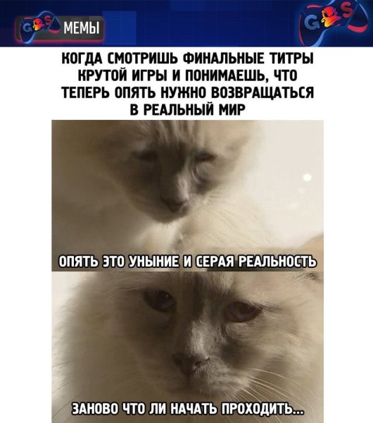 Грустный кот Мем