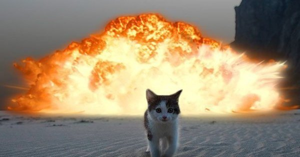 Котик на фоне ядерного взрыва