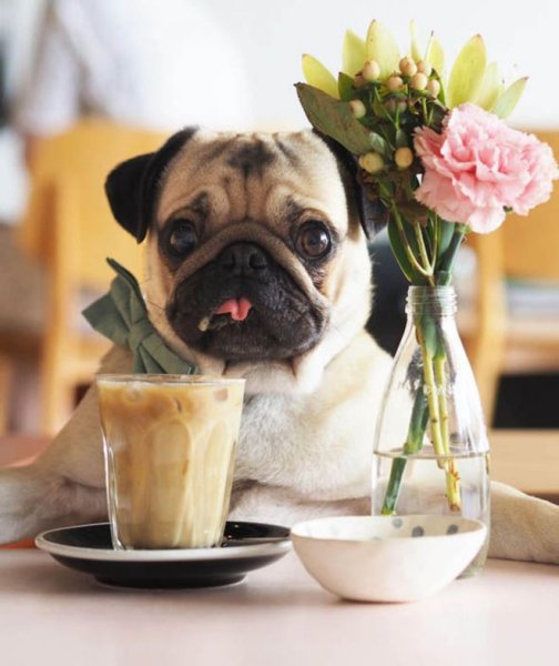 Доброе утро мопсик