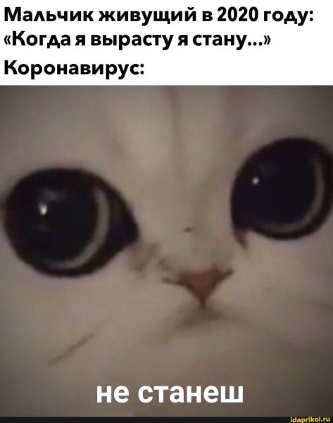 Кот злюся