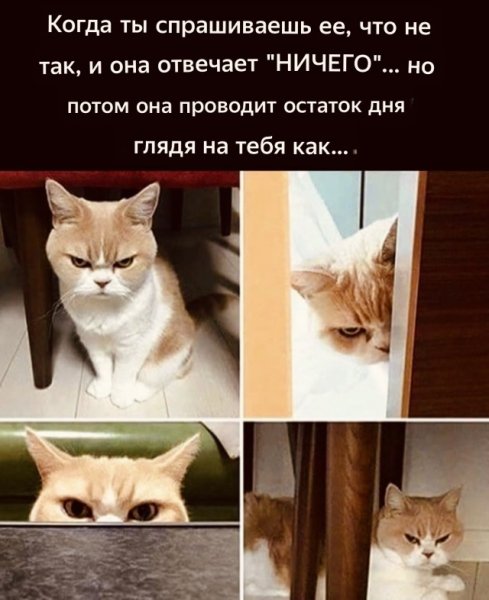 Мемы с кошками