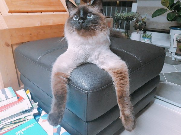 Смешной кот