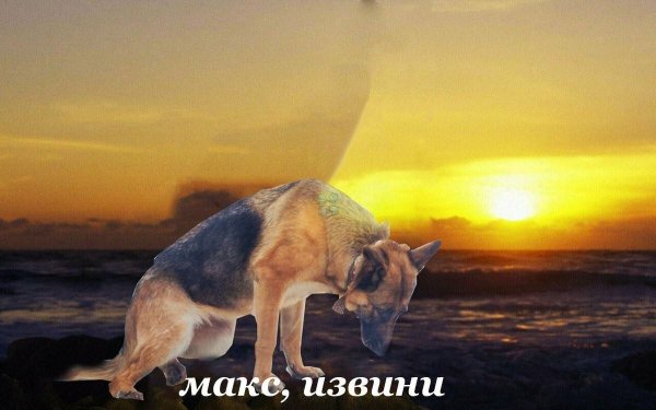 Овчарка без шеи