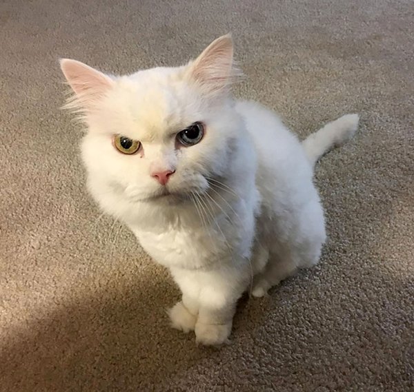 Осуждающий кот