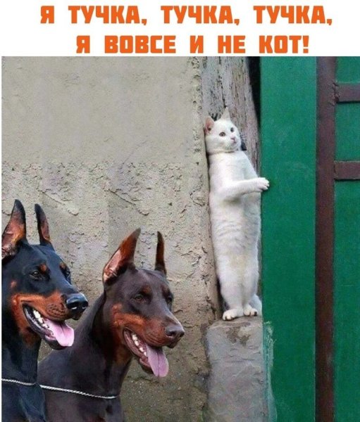 Кот прячется от собак Мем