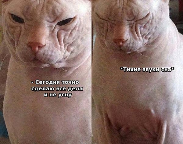 Кот не выспался Мем