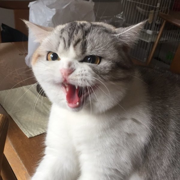 Злюся котик