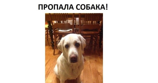 Потерялась собака юмор