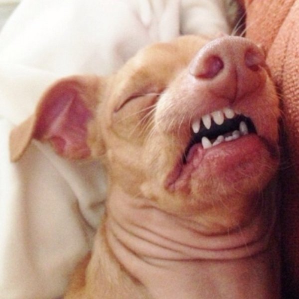 Собака с неправильным прикусом порода