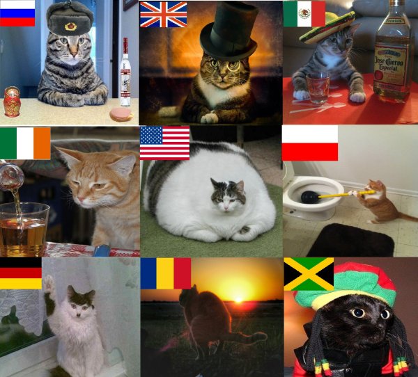 Мемы с котиками
